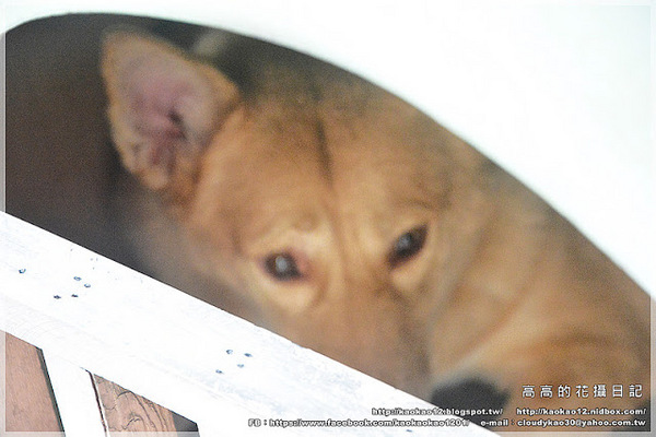 llum 10°cafe 光咖啡10號店:【高雄】前金區。llum 10°cafe' 光.咖啡10號店《溺水豬冰咖啡》