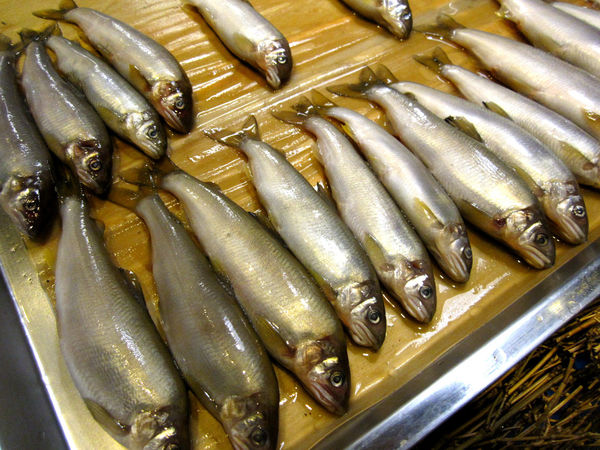 好客音樂燒烤(市府店)：【台北市】澎湖季生蠔海鮮&燒肉吃到飽-好客音樂燒烤市府店