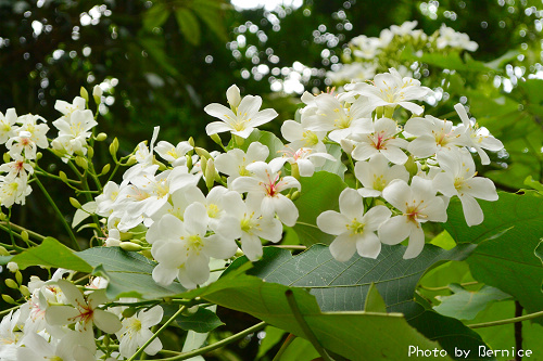 0423 1-挑水古道13