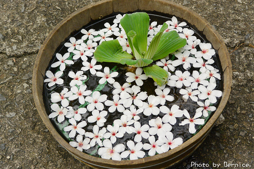 0423 1-挑水古道08