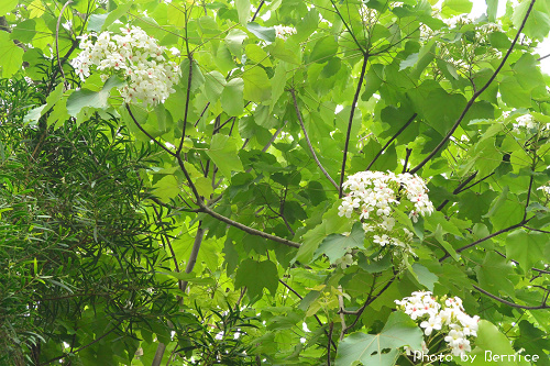 0423 1-挑水古道06