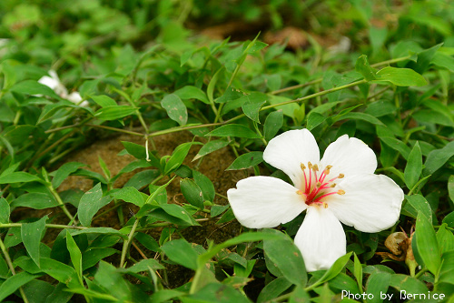 0423 1-挑水古道20