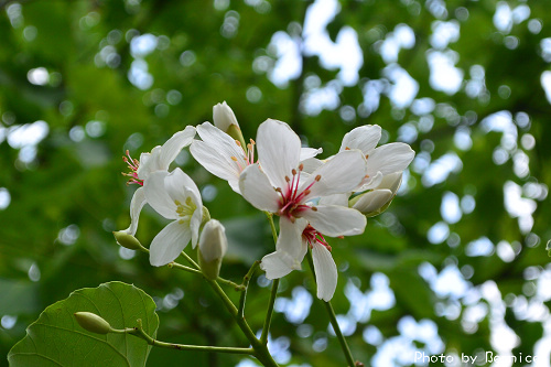 0423 1-挑水古道05