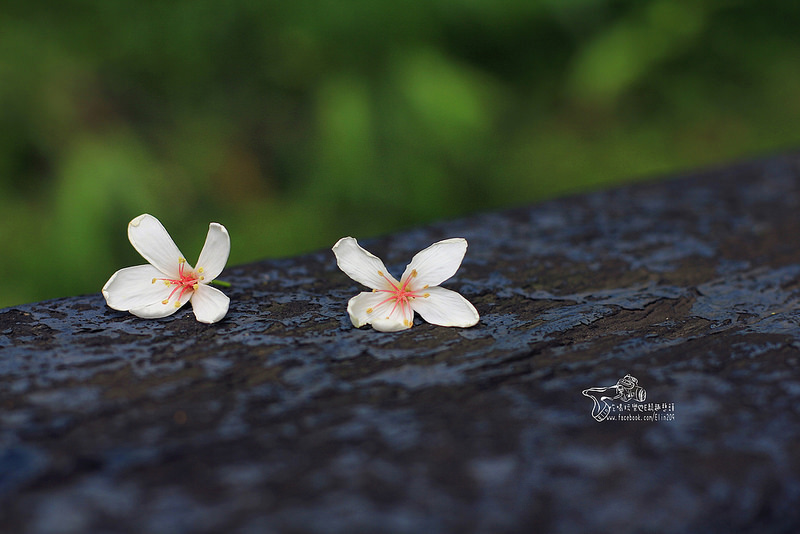 彰化挑水古道 (20)