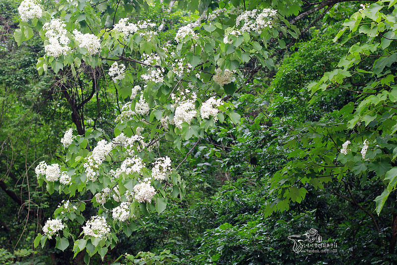 彰化挑水古道 (4)