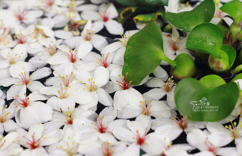 彰化挑水古道 (16)