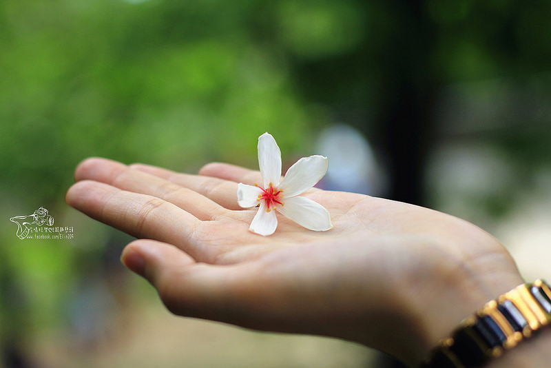彰化挑水古道 (31)