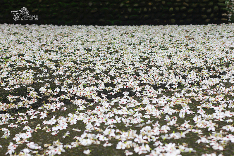 彰化挑水古道 (8)