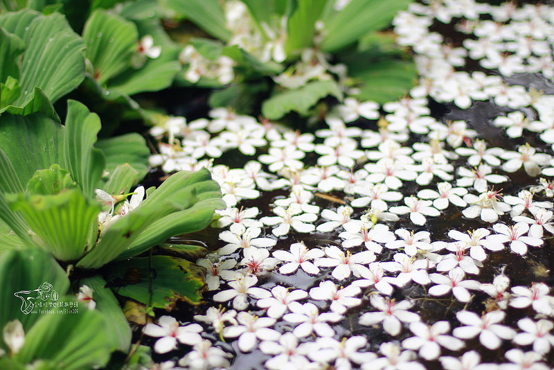 彰化挑水古道 (14)