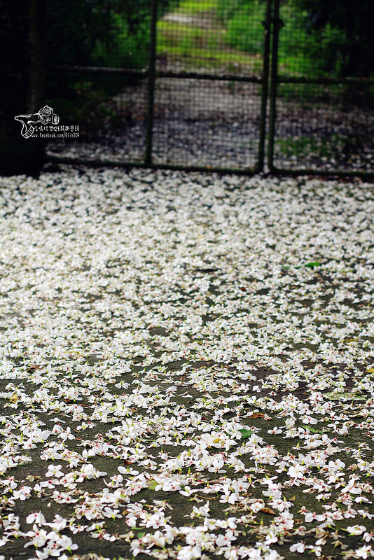 彰化挑水古道 (7)