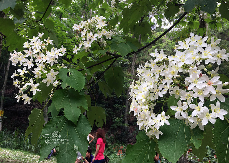 彰化挑水古道 (6)