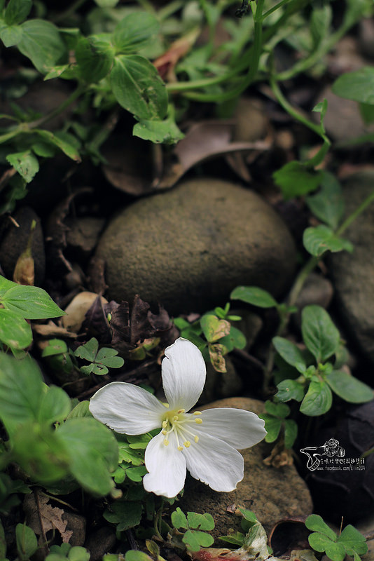 彰化挑水古道 (18)