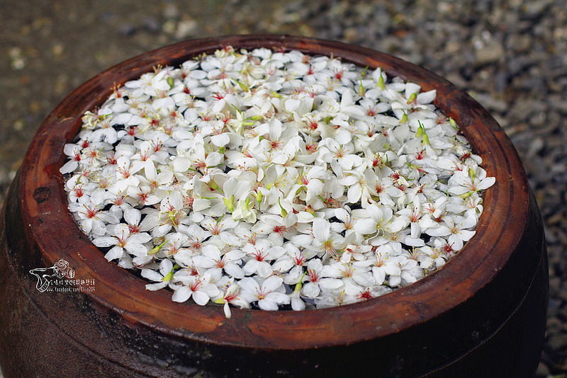 彰化挑水古道 (12)