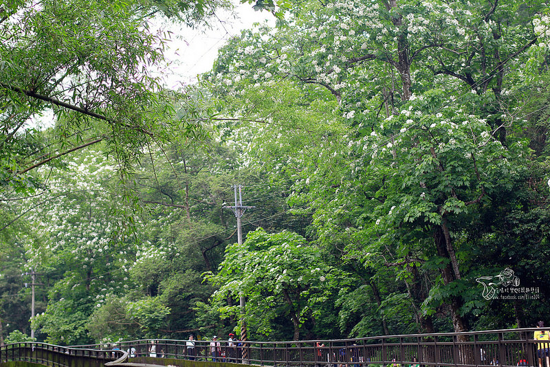 彰化挑水古道 (2)