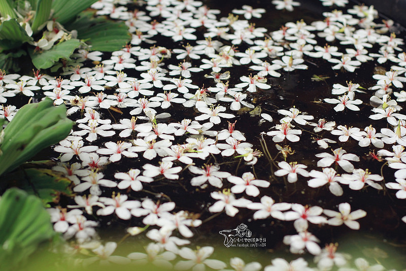彰化挑水古道 (17)