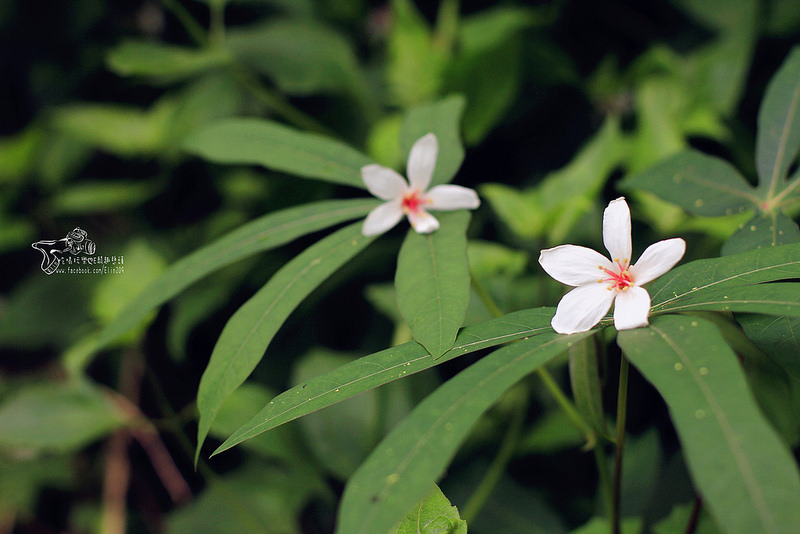 彰化挑水古道 (19)