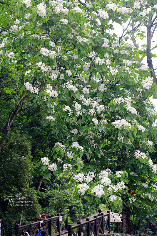 彰化挑水古道 (3)