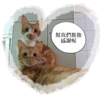 貴族蛋糕：【愛評滿百折百】新莊貴族蛋糕~布朗尼令人驚奇