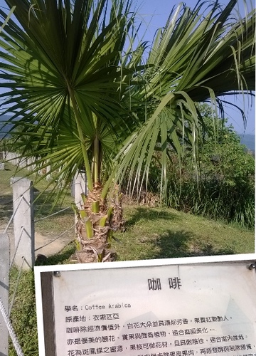 伯朗咖啡館(頭城城堡咖啡館):Enjoy the food, the scenery and the castle,宜蘭深林中的歐式城堡——Mr.Brown頭城城堡店