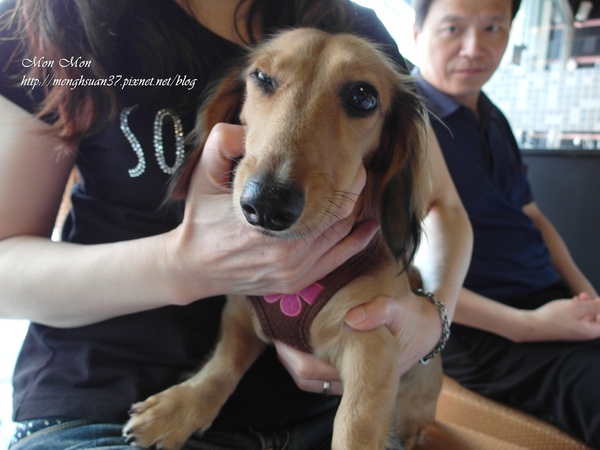 餅乾缺一角cookies missing:《口碑券。十七彈》樂活美食:與心愛的狗狗一同享用~【餅乾缺一角】