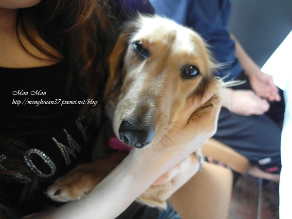 餅乾缺一角cookies missing:《口碑券。十七彈》樂活美食:與心愛的狗狗一同享用~【餅乾缺一角】