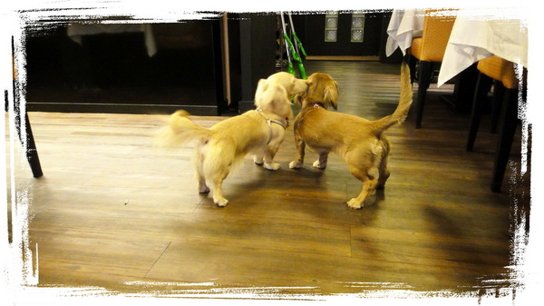 餅乾缺一角cookies missing：【口碑券31】慶祝滿100篇之讓人捨不得離開的寵物餐廳〞餅乾缺一角 〞