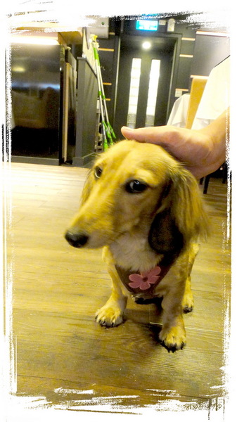 餅乾缺一角cookies missing：【口碑券31】慶祝滿100篇之讓人捨不得離開的寵物餐廳〞餅乾缺一角 〞