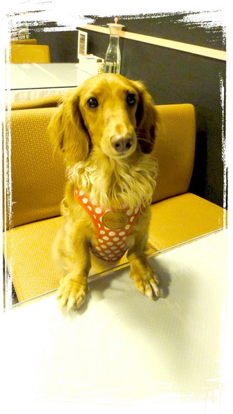 餅乾缺一角cookies missing：【口碑券31】慶祝滿100篇之讓人捨不得離開的寵物餐廳〞餅乾缺一角 〞