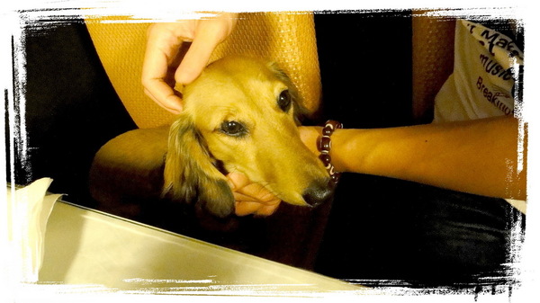 餅乾缺一角cookies missing：【口碑券31】慶祝滿100篇之讓人捨不得離開的寵物餐廳〞餅乾缺一角 〞