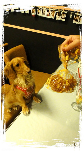 餅乾缺一角cookies missing：【口碑券31】慶祝滿100篇之讓人捨不得離開的寵物餐廳〞餅乾缺一角 〞