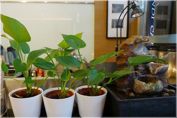 布朗迪庭園餐廳:布朗迪