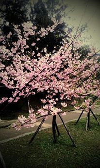 539838_427967907281414_289999296_n