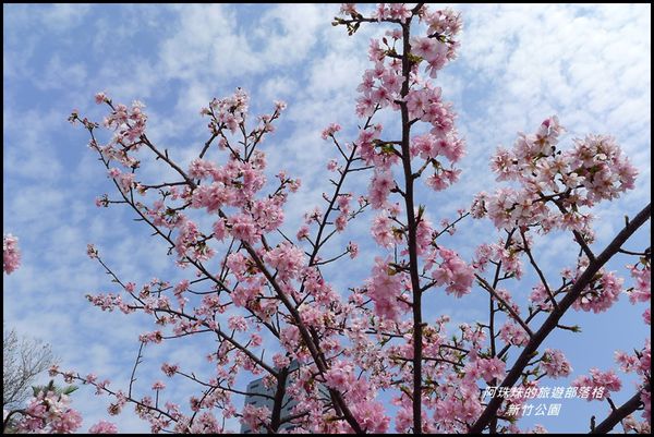 新竹公園44.JPG