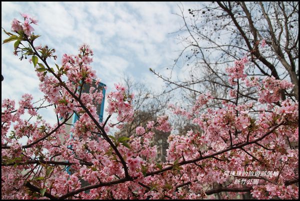 新竹公園10.JPG