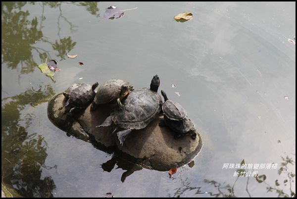 新竹公園24.JPG
