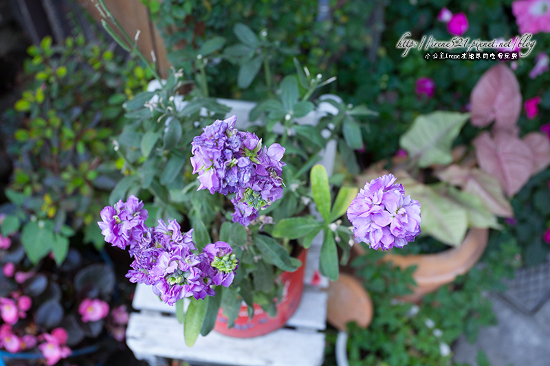 14.02.02-嘉義.老房子1955