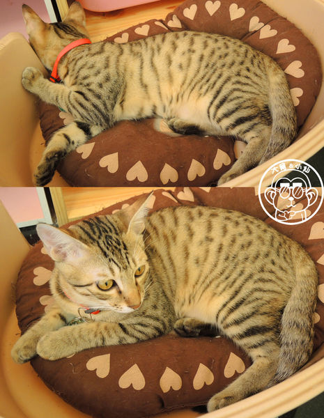 野喵中途咖啡:呷飽祙【新北三重・野喵中途咖啡】喵星人左擁右抱用餐