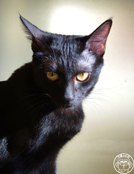 野喵中途咖啡:呷飽祙【新北三重・野喵中途咖啡】喵星人左擁右抱用餐