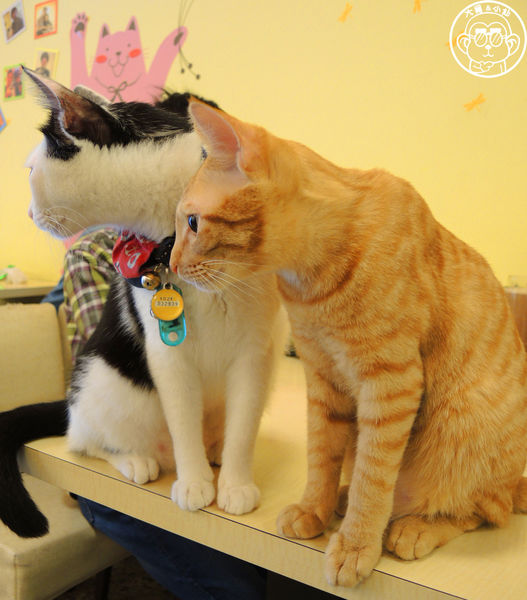 野喵中途咖啡:呷飽祙【新北三重・野喵中途咖啡】喵星人左擁右抱用餐