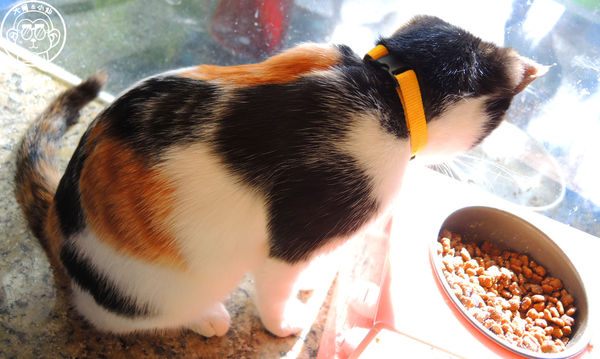 野喵中途咖啡:呷飽祙【新北三重・野喵中途咖啡】喵星人左擁右抱用餐