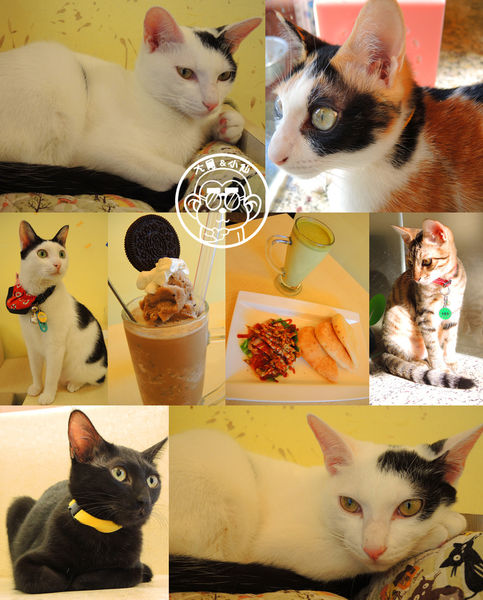 野喵中途咖啡:呷飽祙【新北三重・野喵中途咖啡】喵星人左擁右抱用餐