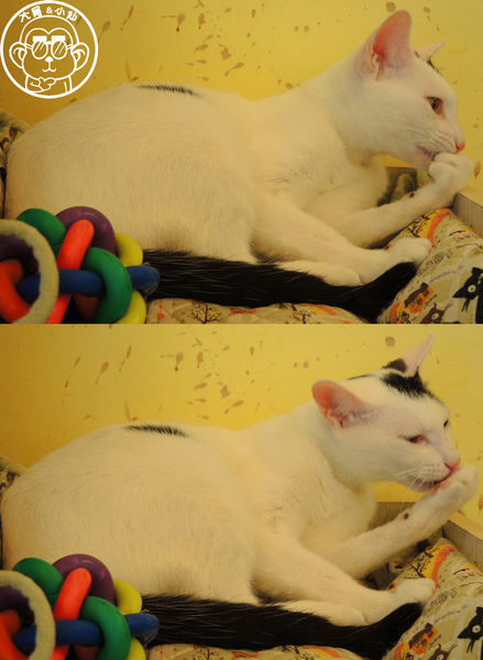 野喵中途咖啡:呷飽祙【新北三重・野喵中途咖啡】喵星人左擁右抱用餐