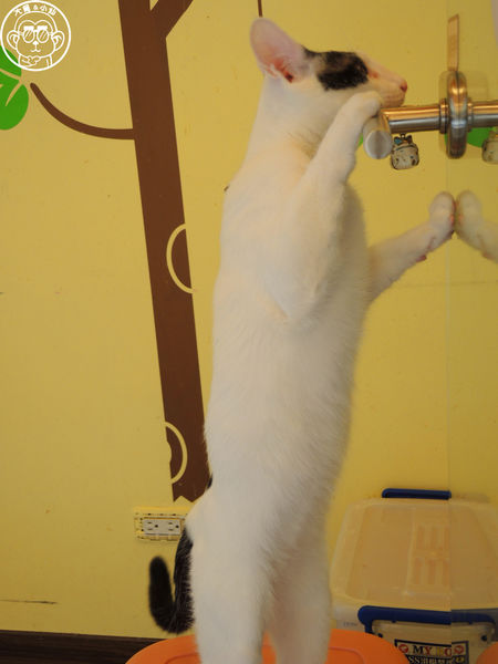 野喵中途咖啡:呷飽祙【新北三重・野喵中途咖啡】喵星人左擁右抱用餐