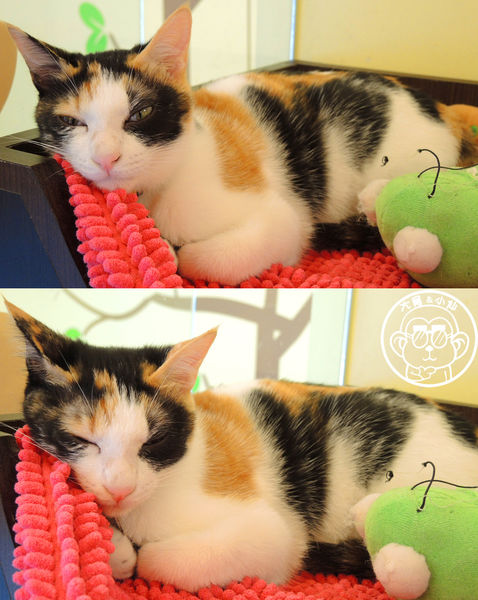 野喵中途咖啡:呷飽祙【新北三重・野喵中途咖啡】喵星人左擁右抱用餐