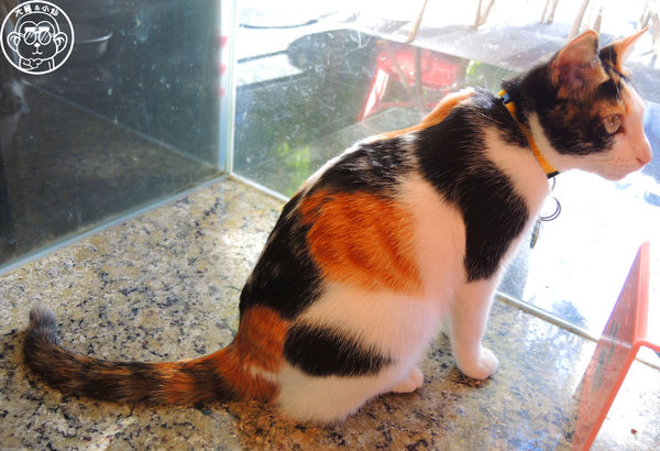 野喵中途咖啡:呷飽祙【新北三重・野喵中途咖啡】喵星人左擁右抱用餐