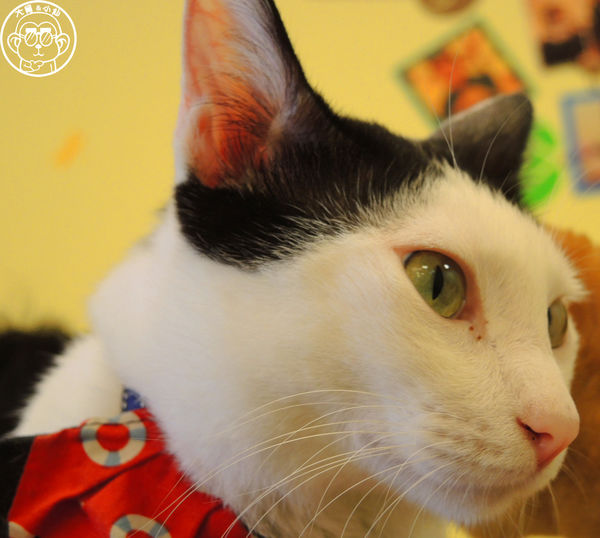 野喵中途咖啡:呷飽祙【新北三重・野喵中途咖啡】喵星人左擁右抱用餐