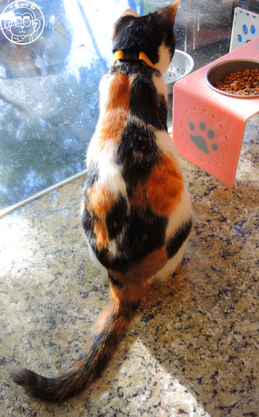 野喵中途咖啡:呷飽祙【新北三重・野喵中途咖啡】喵星人左擁右抱用餐