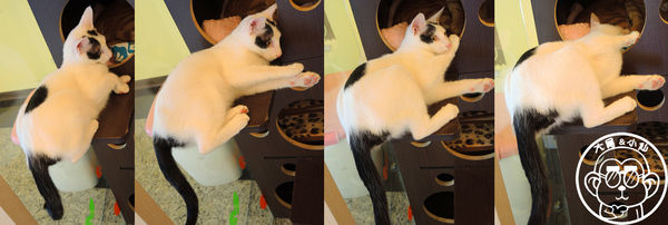 野喵中途咖啡:呷飽祙【新北三重・野喵中途咖啡】喵星人左擁右抱用餐