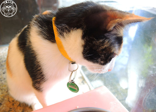 野喵中途咖啡:呷飽祙【新北三重・野喵中途咖啡】喵星人左擁右抱用餐