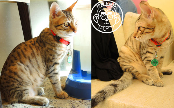 野喵中途咖啡:呷飽祙【新北三重・野喵中途咖啡】喵星人左擁右抱用餐